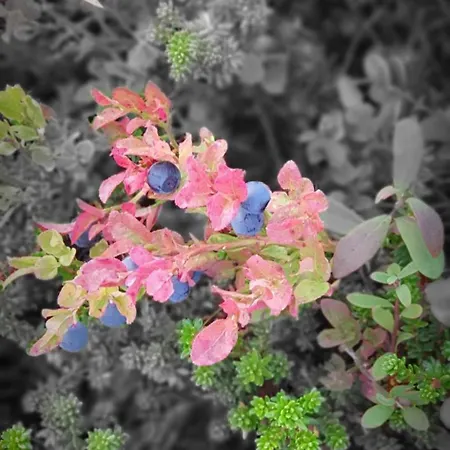 Haraldvollen Red Cross Center Bardufoss