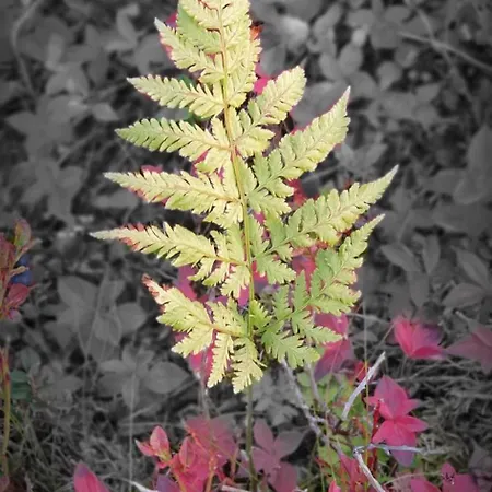 Alojamento de Turismo Selvagem Haraldvollen Red Cross Center *
